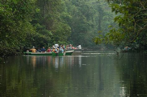 Kinabatangan River: Spływ kajakiem przez dziką przyrodę Borneo!