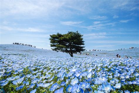 Vivid Colors of Vibrant Blooms: Zapisz się do magicznego świata kwiatowych rzeźb w Hitachi Seaside Park!